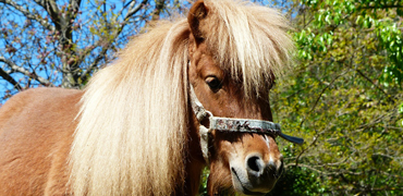 Lochore Meadows Equestrian Centre